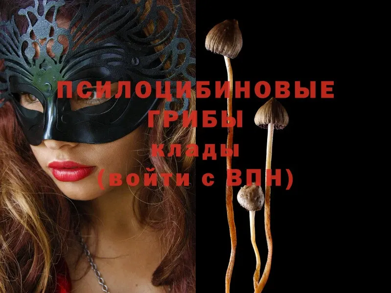 где можно купить   Моздок  Псилоцибиновые грибы Psilocybe 